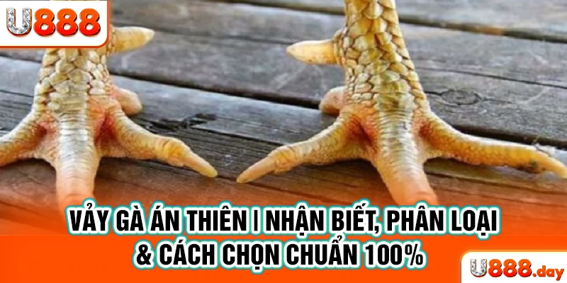 Vảy gà án thiên