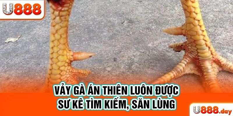 Vảy gà án thiên luôn được sư kê tìm kiếm, săn lùng